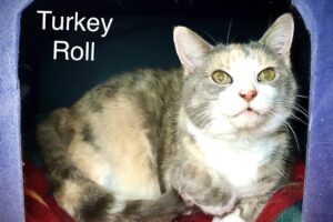 turkey roll