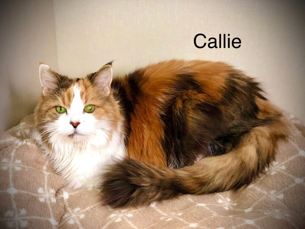 Callie, 15 years