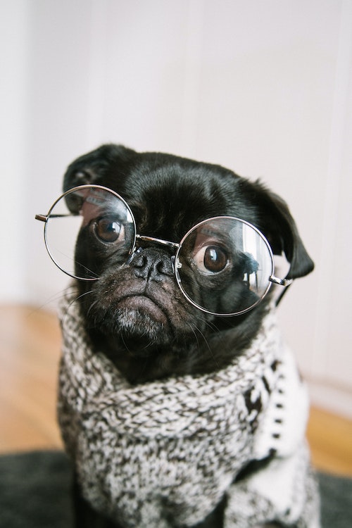 Pug with glasses and cardigan