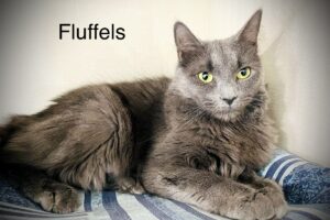 Fluffles 1