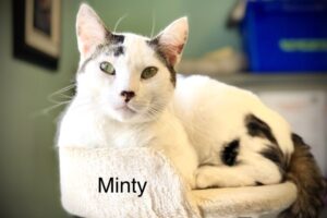 Minty 4