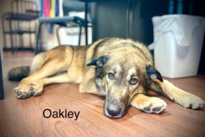 Oakley 1