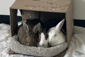 Ginger Snap,Oreo & Fudgee-O